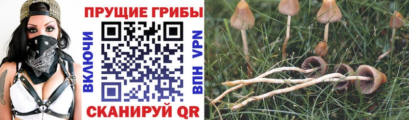 дарнет шоп  Жердевка  Псилоцибиновые грибы GOLDEN TEACHER 